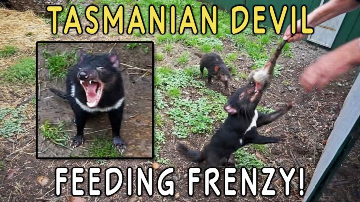 Tasmanian Devil Feeding Frenzy