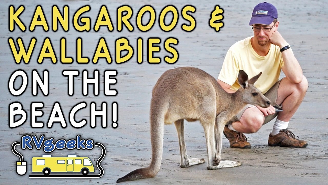 Kangaroos & Wallabies on the Beach at Sunrise