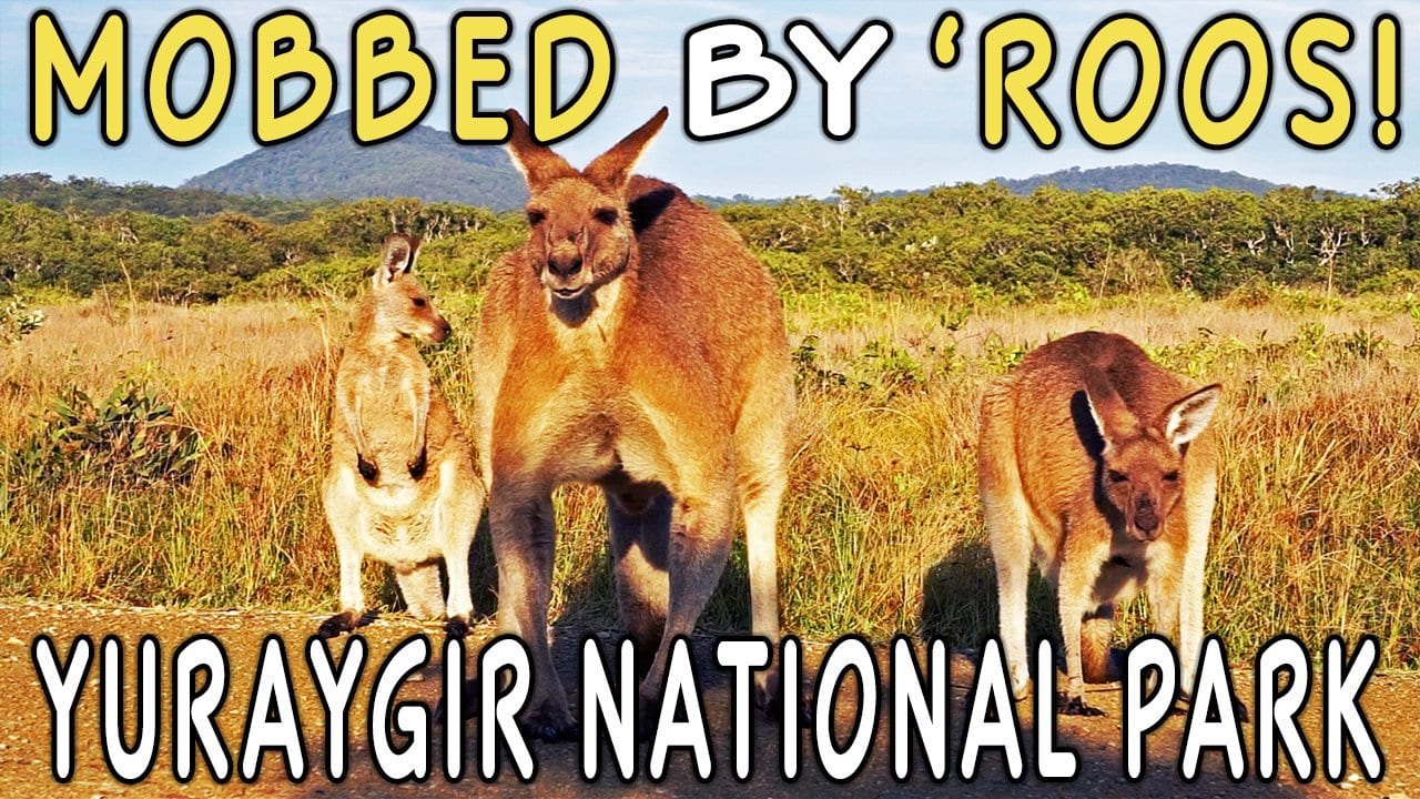 Mobbed By Kangaroos in Yuraygir National Park