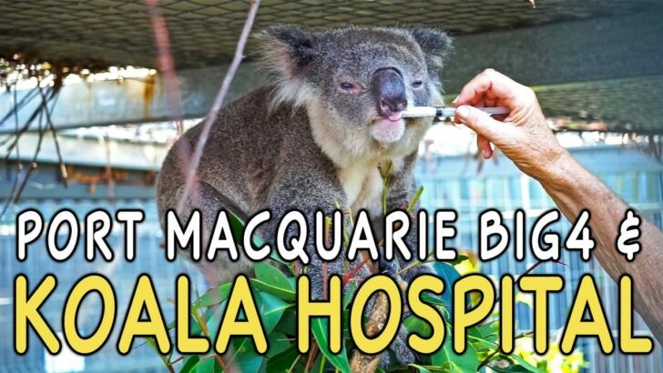 Port Macquarie Koala Hospital, Beaches & Big4