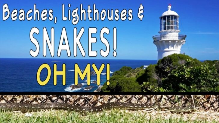 Stepping on a Huge Snake at Sugarloaf Point Lighthouse!
