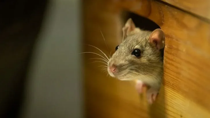 Mice are hard to keep out of your RV because they can fit through small holes.