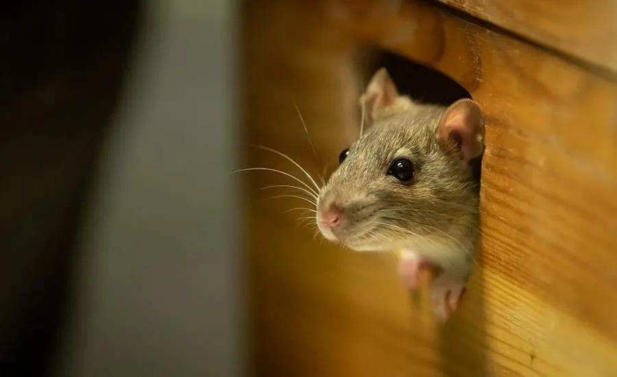 Mice are hard to keep out of your RV because they can fit through small holes.