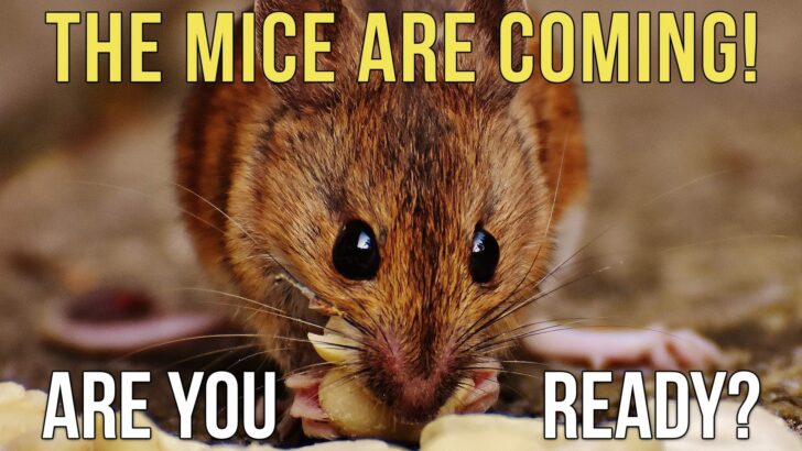 How to Keep Invasive Mice Out of Your RV, For Good!