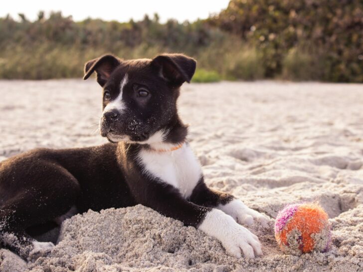Washable rugs help deal with sand from pets