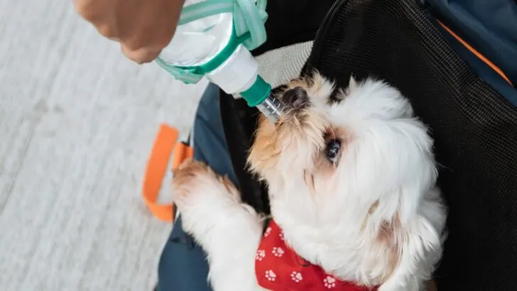 Puppy drinking water from squeeze bottle