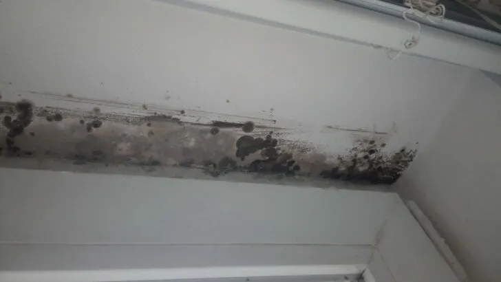 Mold caused by RV roof leak