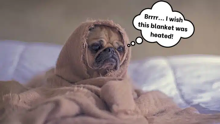 A little dog wrapped in a tan blanket