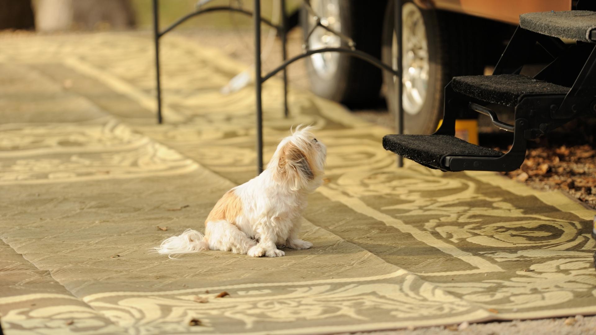 Dog's can have trouble entering an RV without a good RV dog ramp.