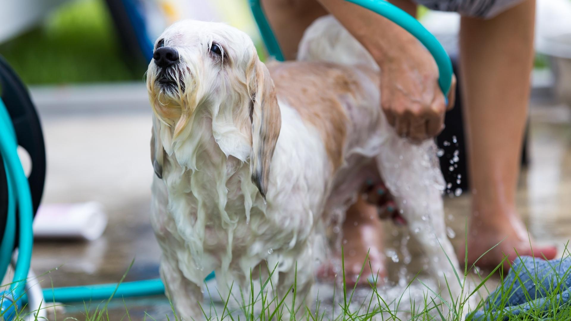 The ability to wash pets outside is a great advantage of an RV outdoor shower.