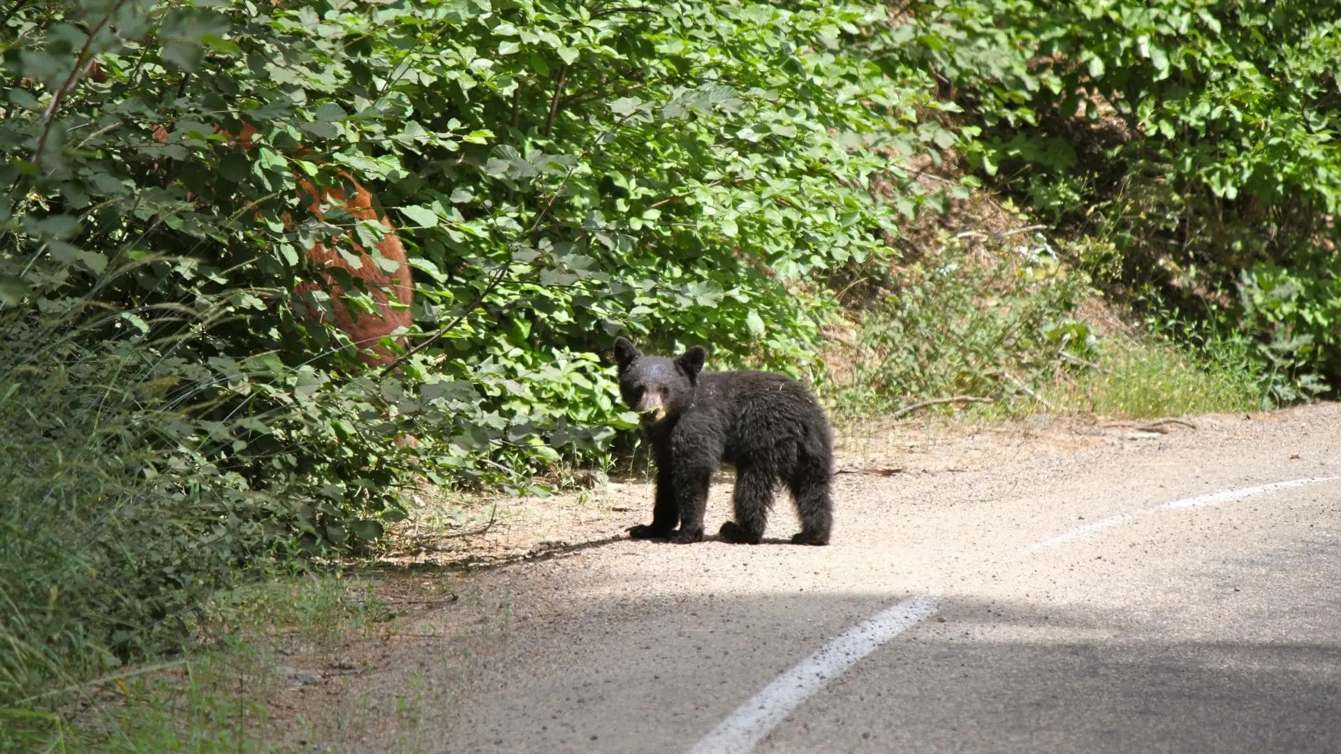 Photo of a small bear cub in Yosemite National Park - wildlife to be aware of when Yosemite RV camping.