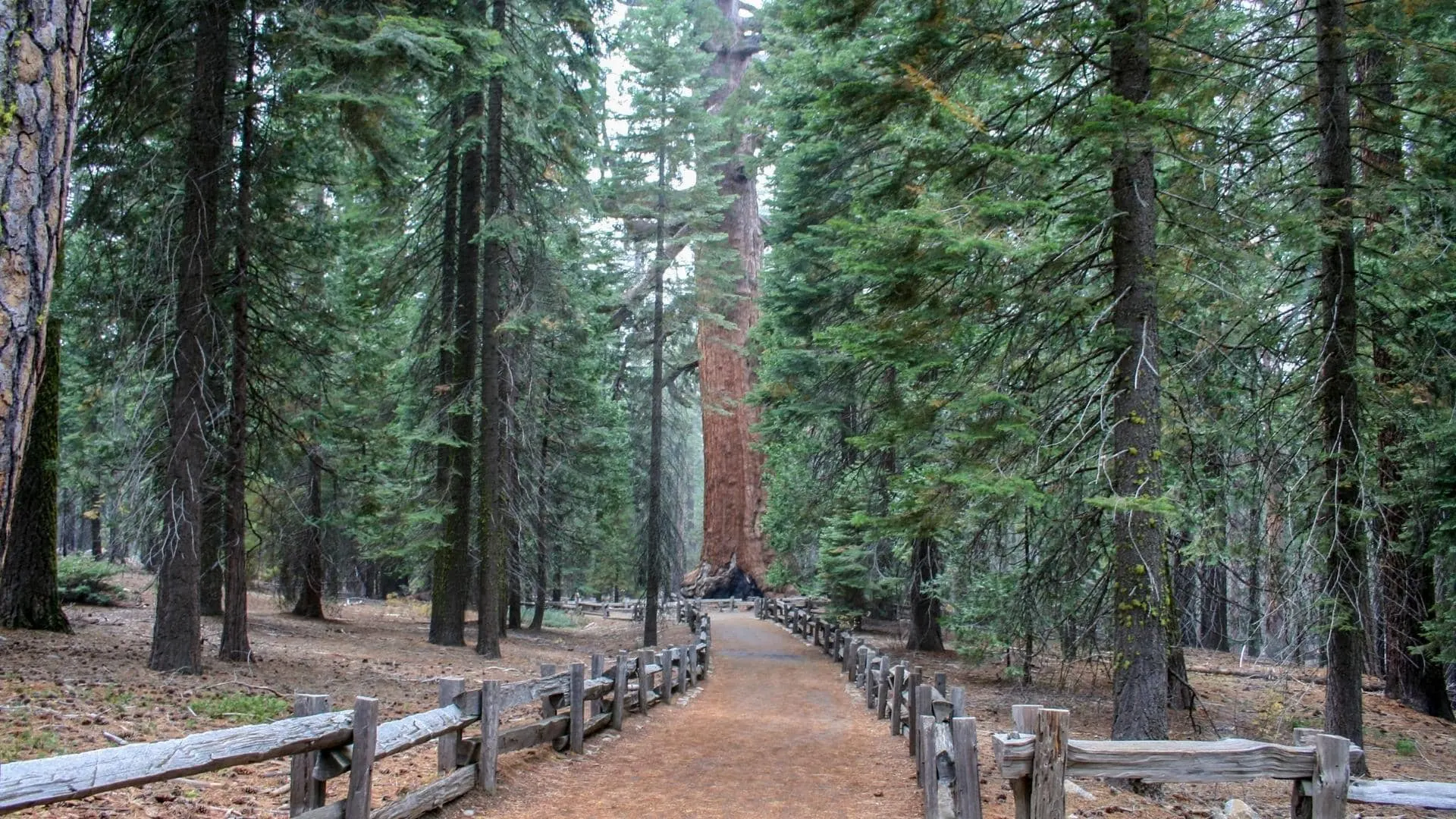 Giant Sequoia trees in the Mariposa Grove. Visit while Yosemite RV camping!