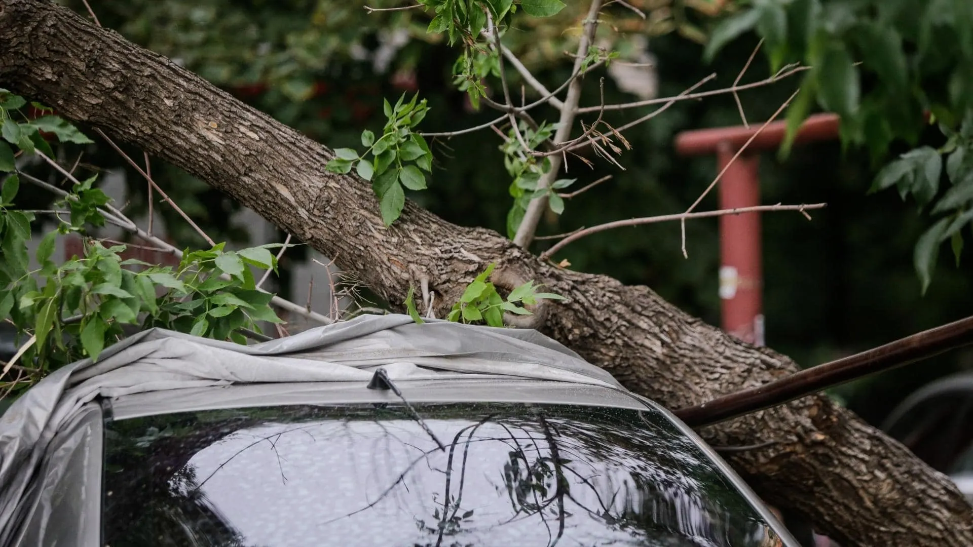 Photo of a tree having fallen on a vehicle in the aftermath of a storm