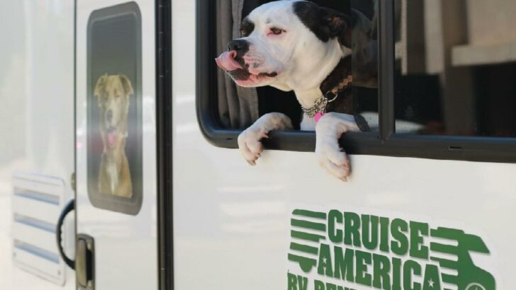 Photo of a dog in the window of a pet friendly RV rental from Cruise America
