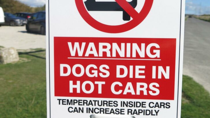 warning sign reminding pet owners that dogs die in hot cars