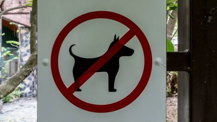 Photo of a "no dogs allowed" sign