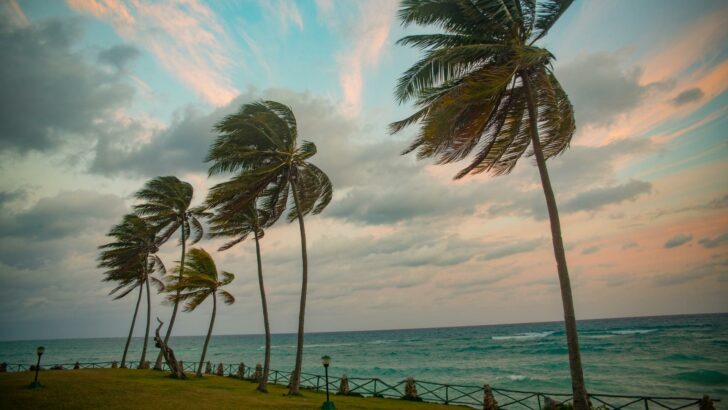 wind blowing through palm trees along the ocean