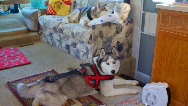 Photo of two large huskies relaxing inside an RV