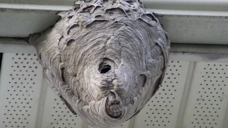 A wasps nest like this could be found under your RV's air conditioner shroud.