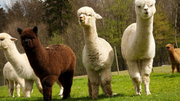 A group of alpaca in a field. Imagine an RV staycation with alpaca as neighbors!