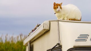 Camping With Cats: Bring Your Kitty RVing!