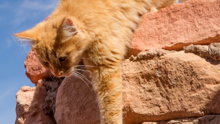 A cat climbing on desert rock formations