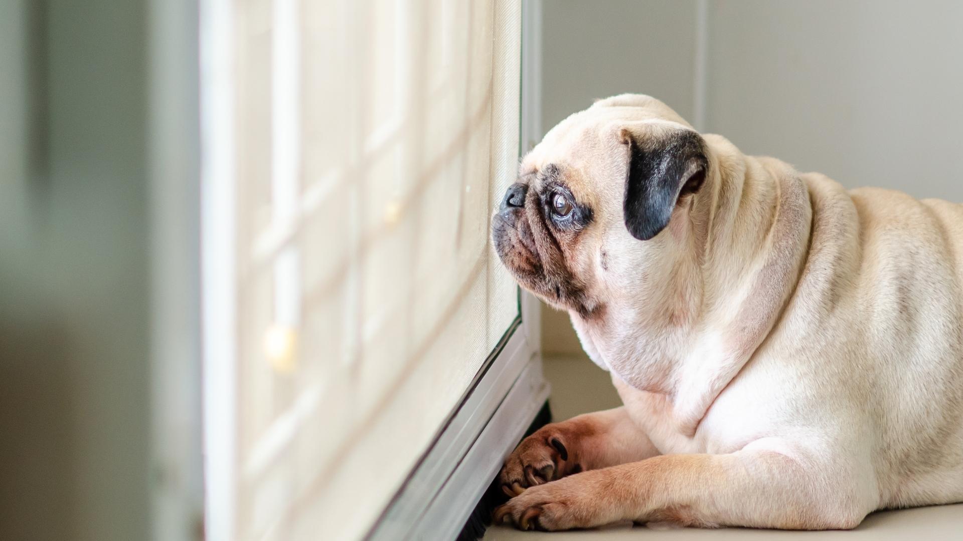 Best RV Pet Screen Door Protectors: Pet-Proof Your RV’s Door