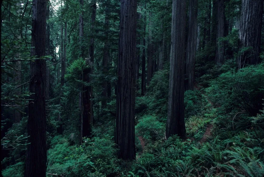 Giant Redwood trees on The Coastal Trail