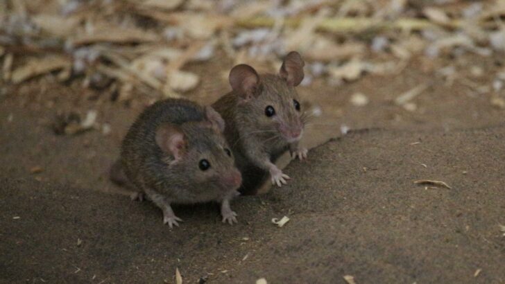 Many critters (like the mice shown in this photo) may be attracted to your campsite if food particles are on the ground