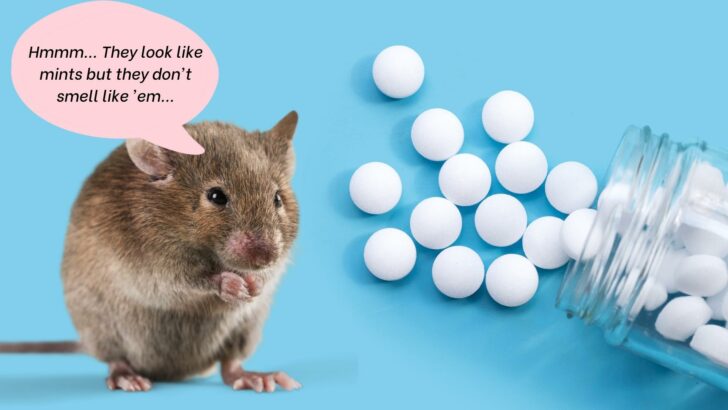 Do Mothballs Keep Mice Away? Or Is that an Old Wives’ Tale?