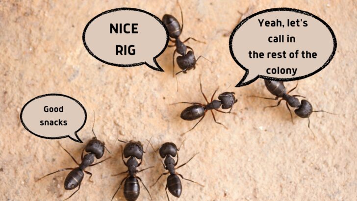 Ants in Your RV? How to Get Rid of Them & Keep Them Out