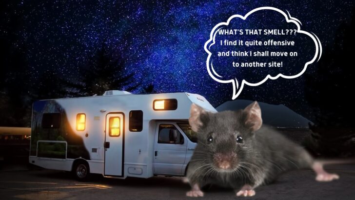 9 Best Mouse Repellents: Keep Pests Out of Your RV