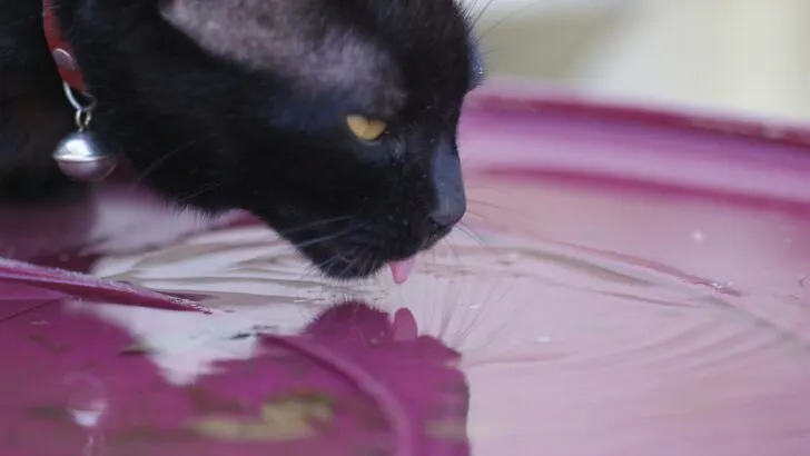 A cat drinking from a pink puddle