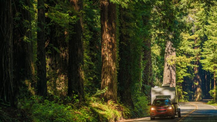 An SUV pulling a small camper past the Redwoods in California