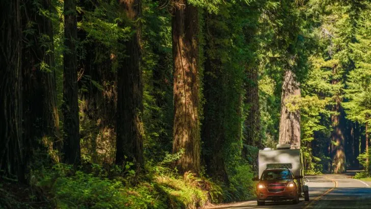 An SUV pulling a small camper past the Redwoods in California