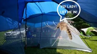 Use a Mosquito Net for Camping to Keep Those Pests Away