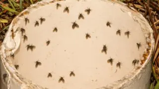 Stop the Pests! How to Get Rid of Drain Flies In an RV
