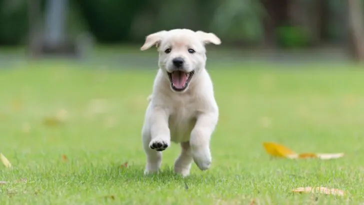 A young dog running free