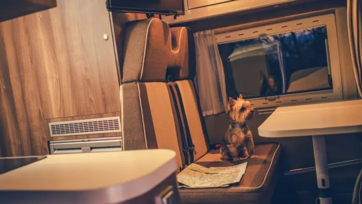 A small dog in the seat of an RV