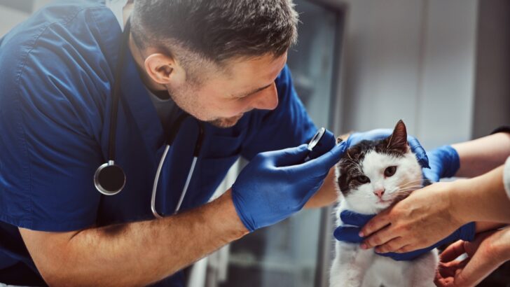 A veterinarian checking the ear of a cat