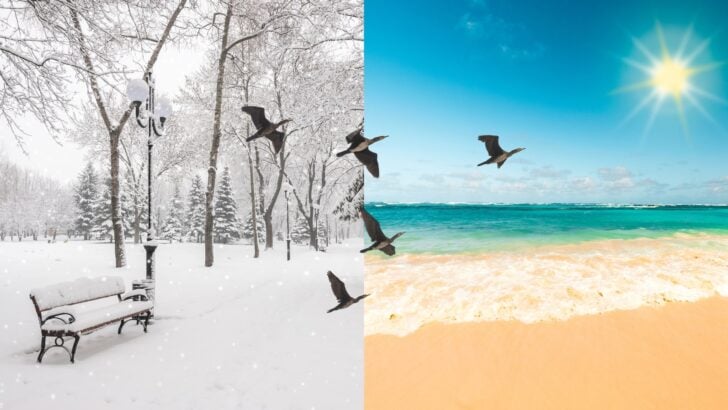 What’s an RV Snowbird? Tips for Success & Where to Go!