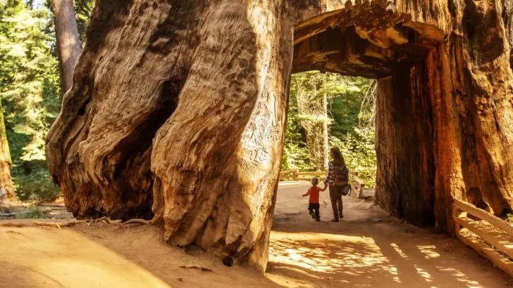 A mother and young child pass through an arch built into a huge redwood tree