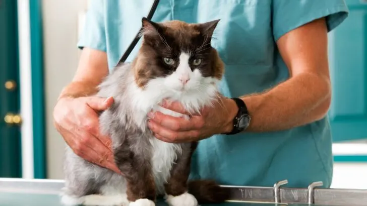 A cat being checked by a veterinarian. FMCA membership is helpful for pet owners.