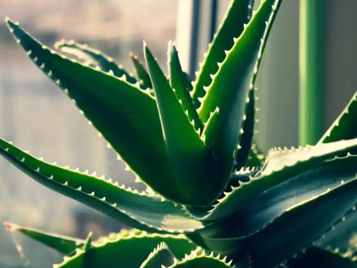 An Aloe Vera plant