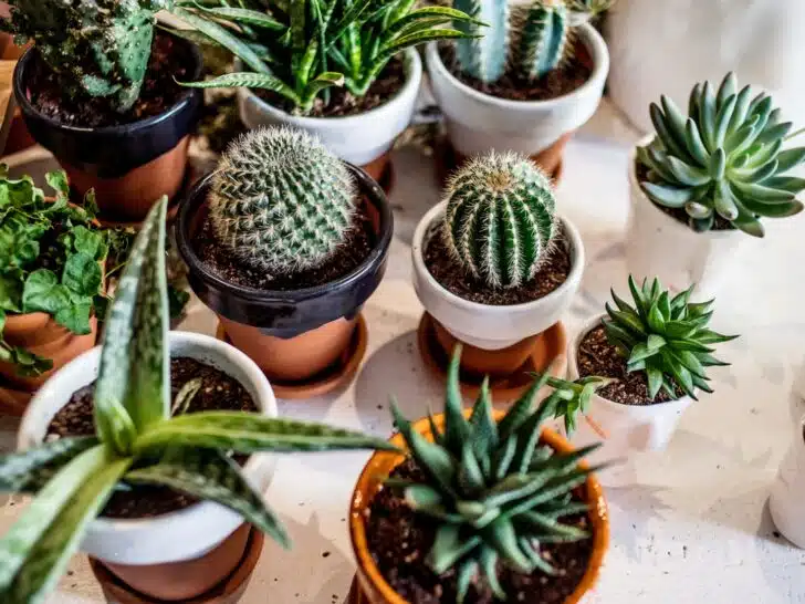 Multiple varieties of cacti