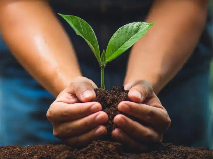 Hands in the process of planting